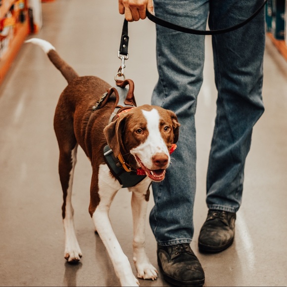 reddy dog harness small
